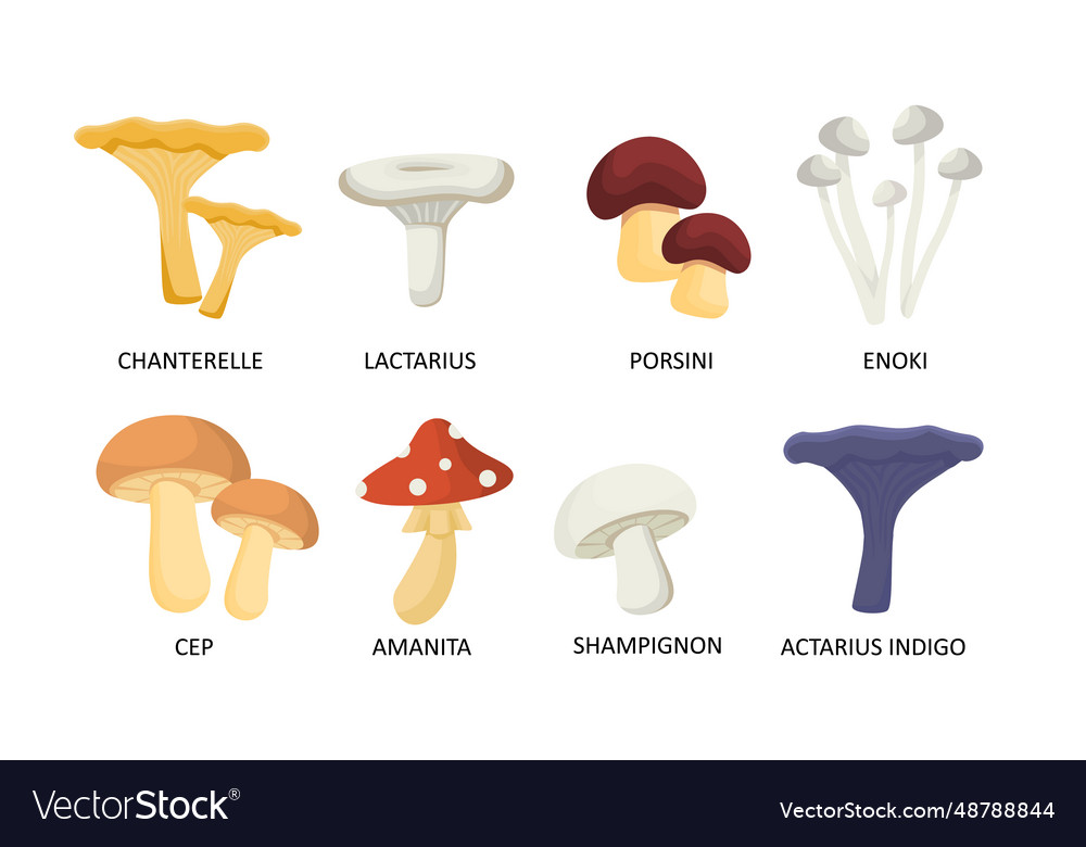 Set of mushrooms concept Royalty Free Vector Image