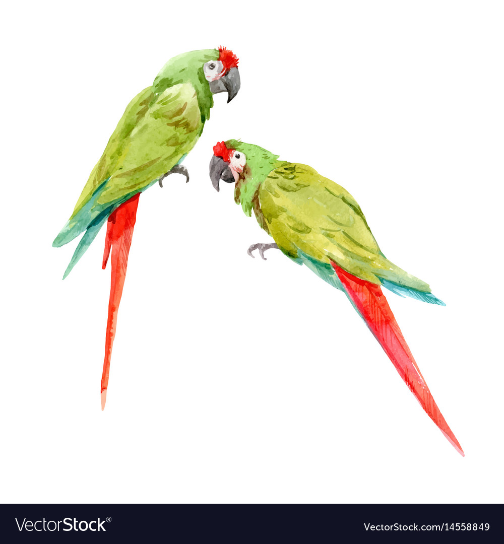 watercolor green parrots royalty