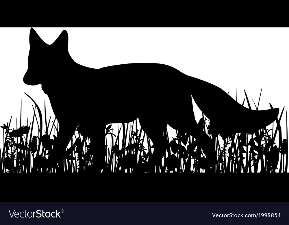 Fox in the meadow