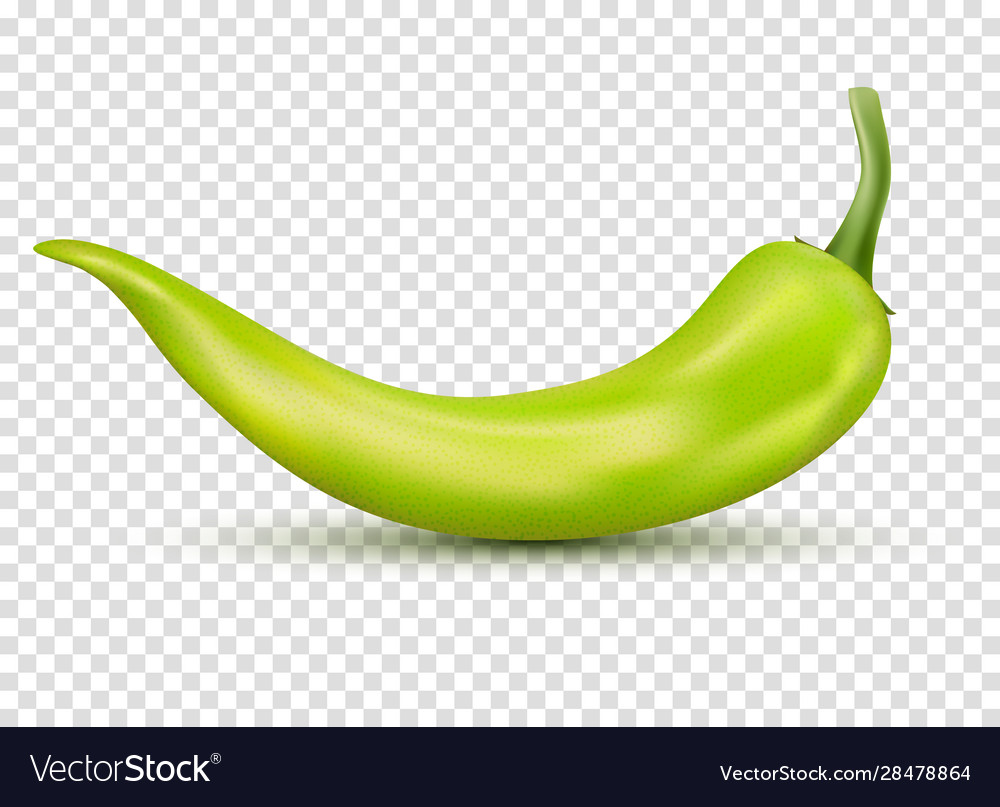 Fresh green hot chili pepper kitchen organic vector image Fresh green hot chili pepper kitchen organic