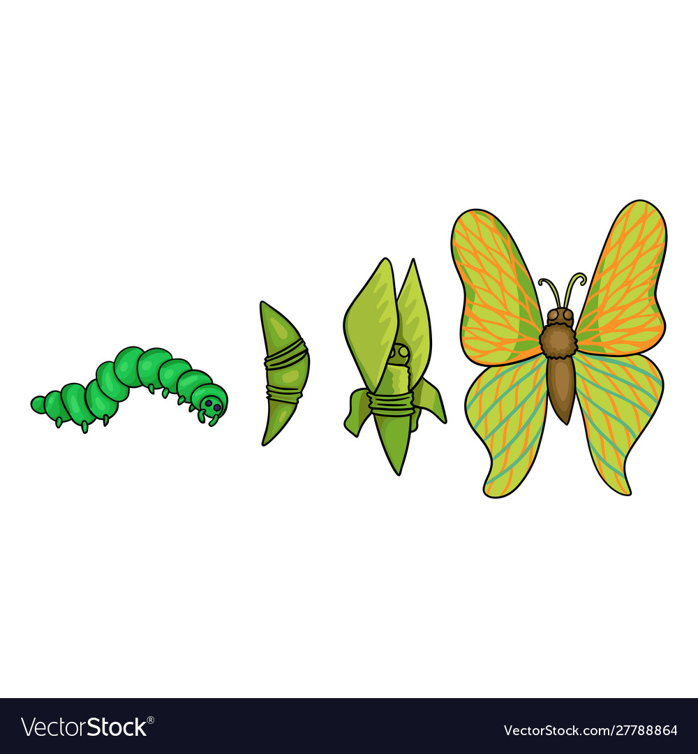 Stages growth and development butterfly Royalty Free Vector