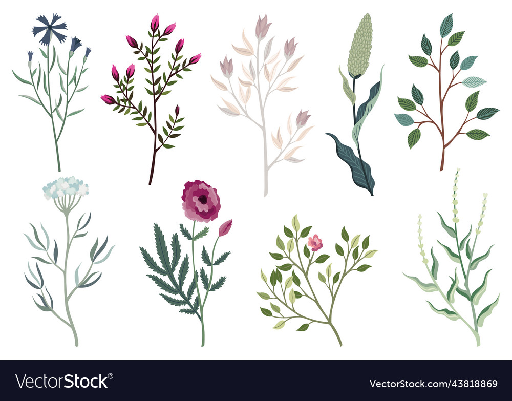 Flower and leaves set different floral elements vector image Flower and leaves set different floral elements