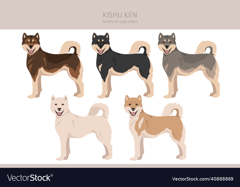 Kishu ken clipart different poses coat colors set Vector Image