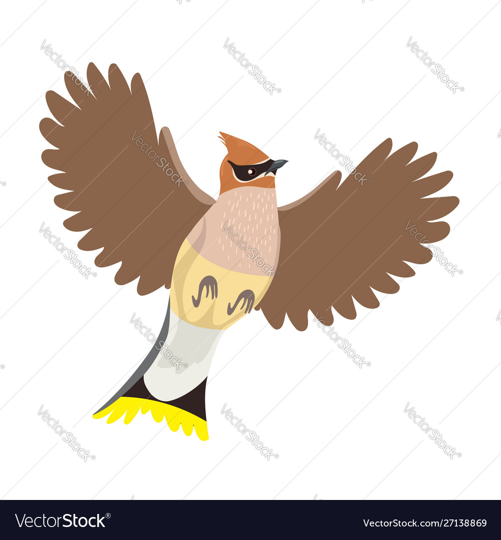 Waxwing isolated on a white background graphics