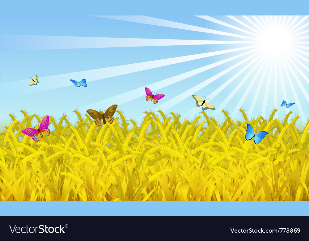 Wheat fields