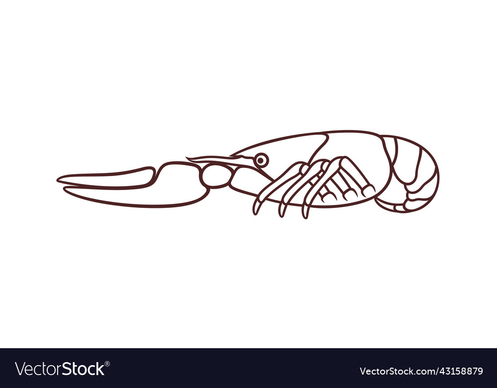 Crayfish Royalty Free Vector Image - VectorStock