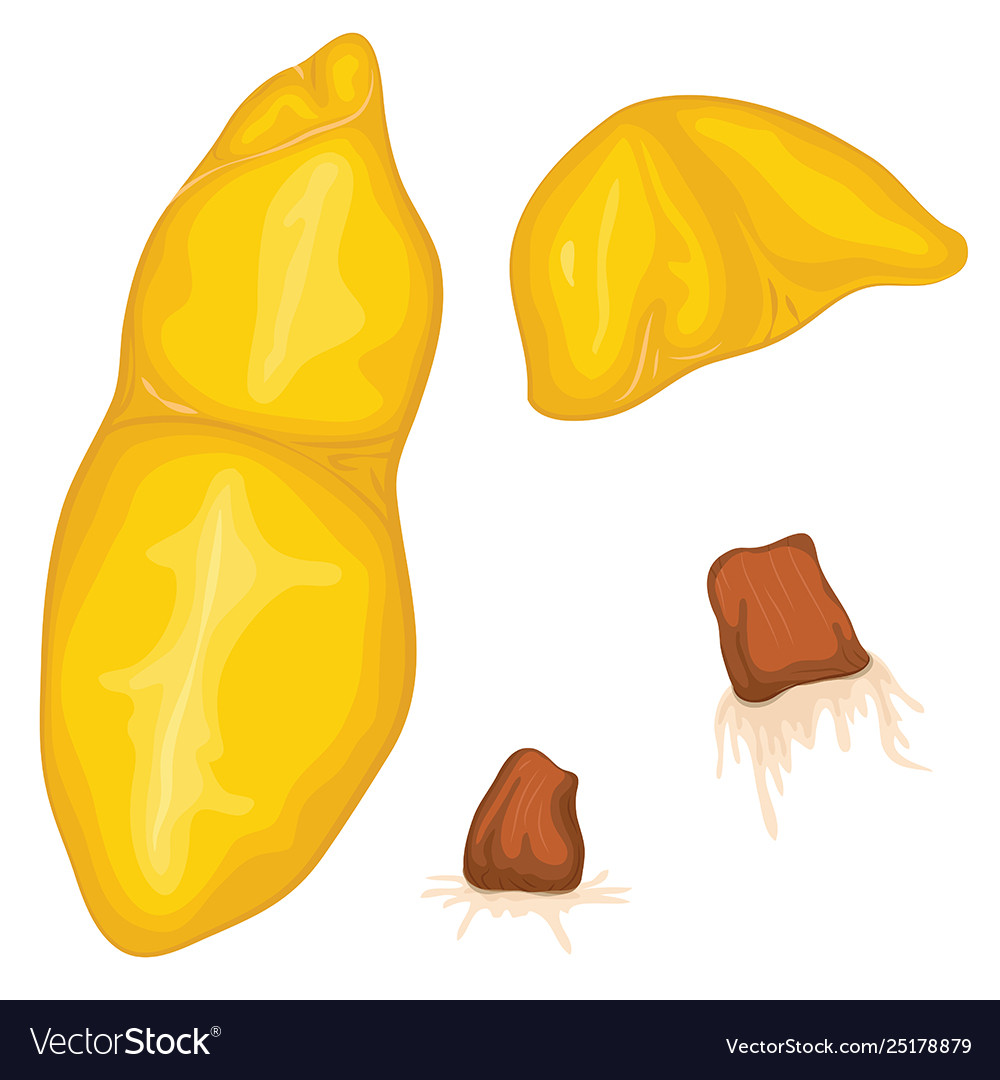 Durian meat and granules that are already eaten Vector Image