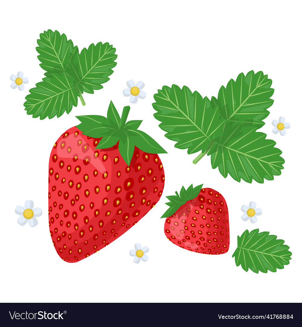 Fresh strawberry with leaf and white flower