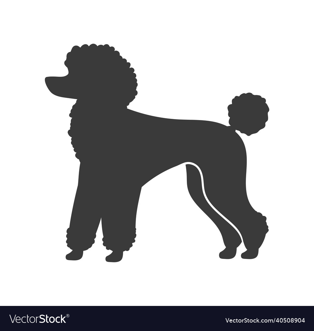 Poodle silhouette decorative domestic shaggy dog