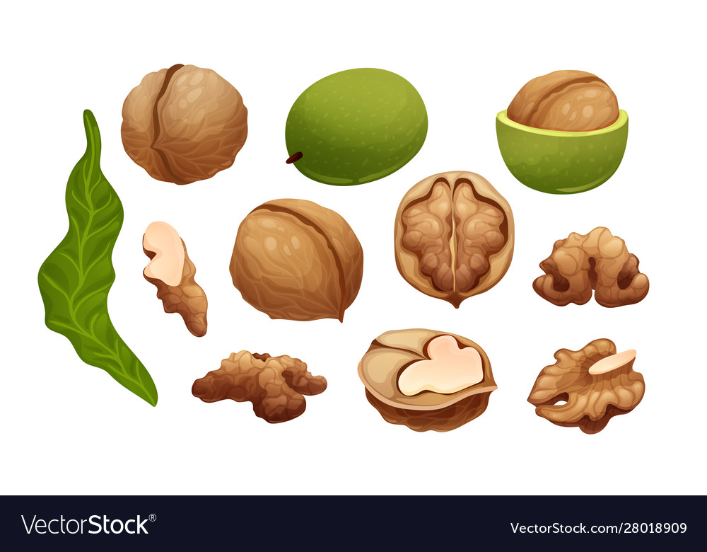 Constructor with stages walnut growing