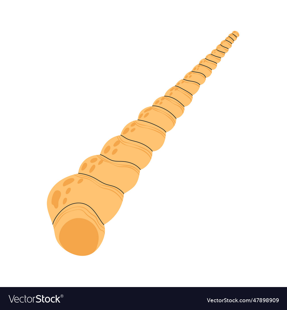 Long spiral sea shell mollusk nautical seashell vector image Long spiral sea shell mollusk nautical seashell
