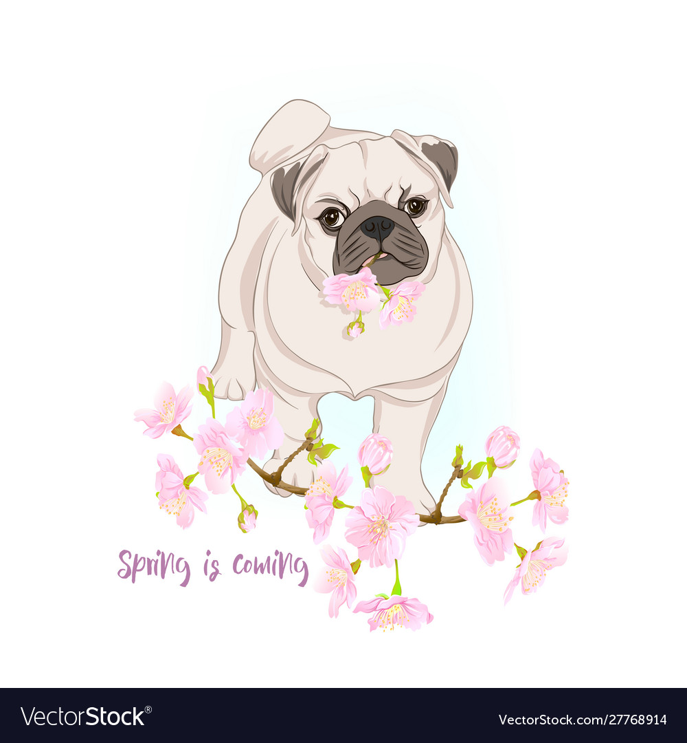Pug Hunde mit blühenden Sakura Blumen vector image Pug Hunde mit blühenden Sakura Blumen