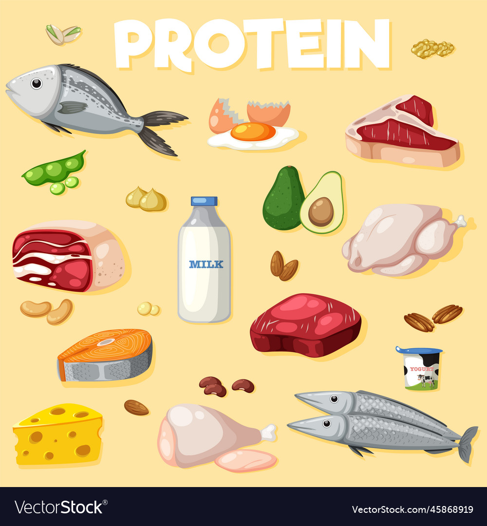 Variety of protein foods Royalty Free Vector Image