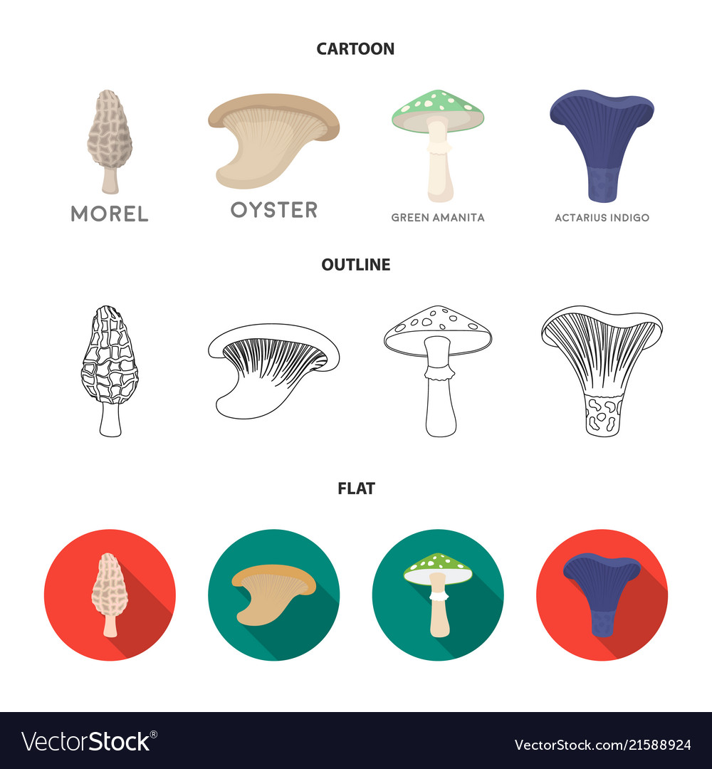 Morel oyster green amanita sagittarius indigo Vector Image