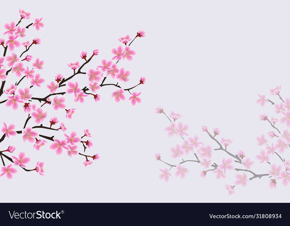 Background with blooming pink cherry or japanese