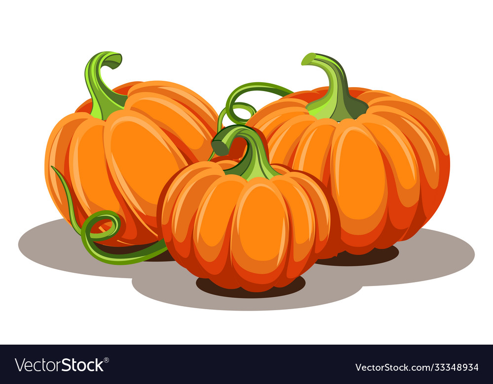 Pumpkins With Leaves Isolated On White Background Vector Image