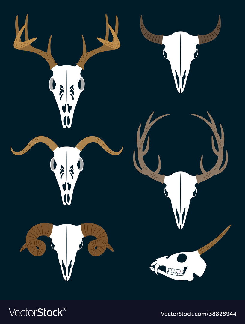 Set skulls with horns different animals Royalty Free Vector