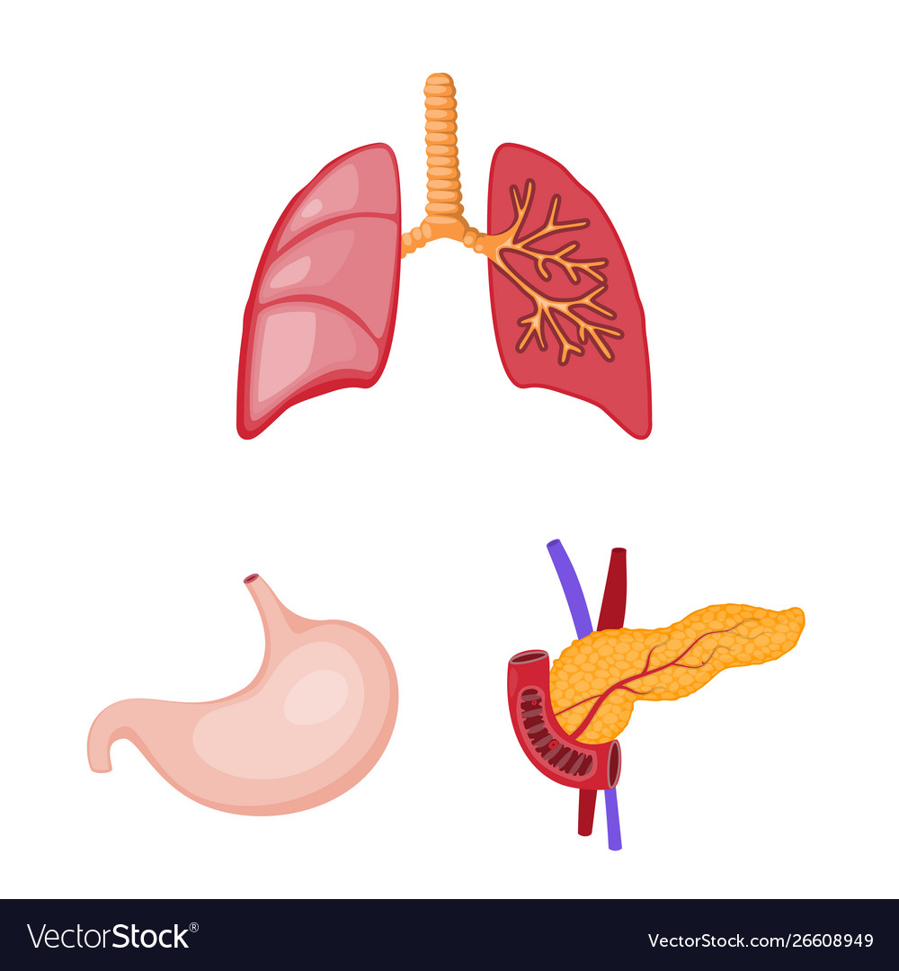 Anatomy and organ logo Royalty Free Vector Image