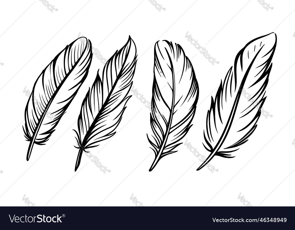 Feather sketch set on white Royalty Free Vector Image