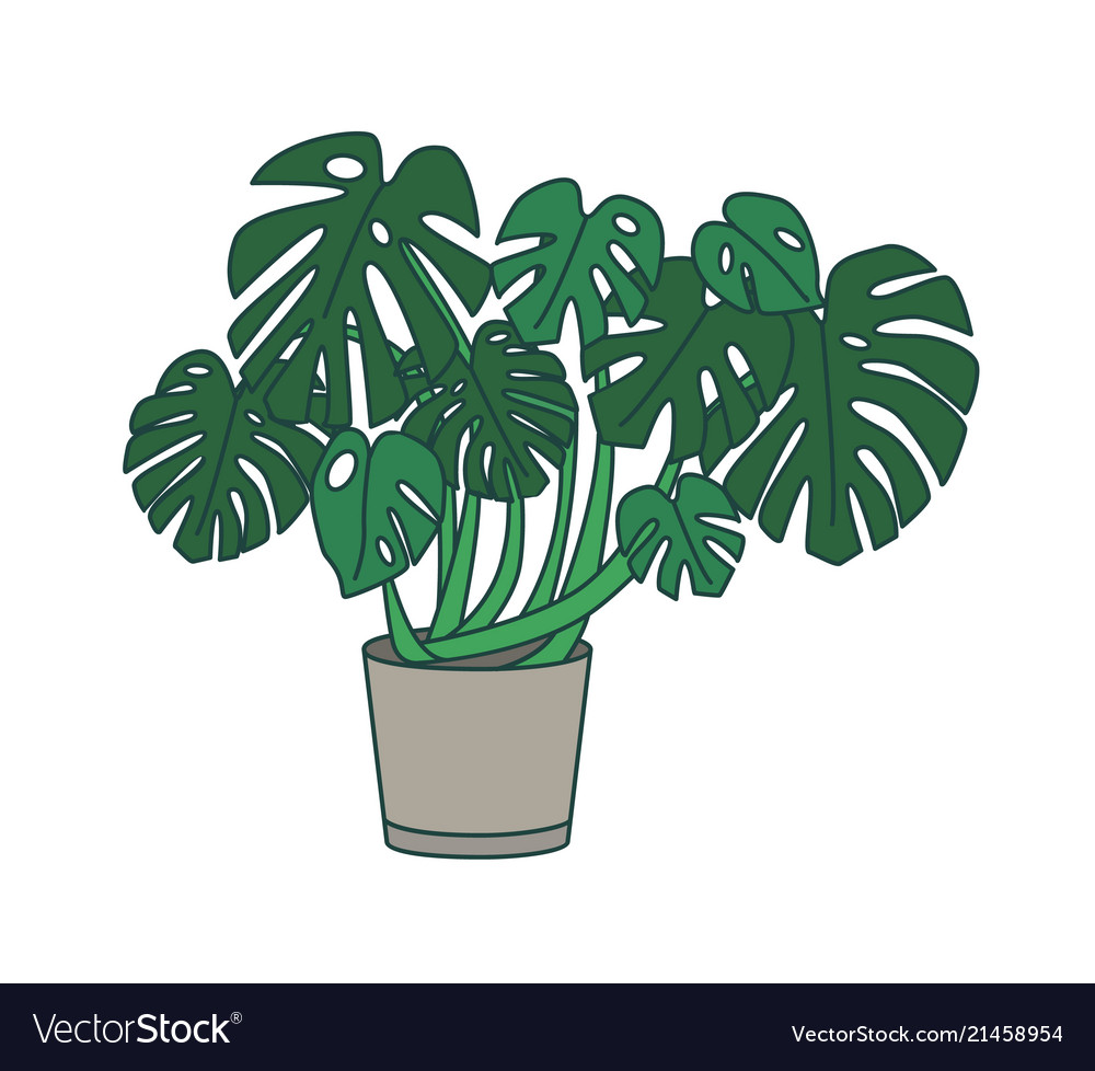 Monstera wächst in Pflanzenpflanze tropische Pflanze