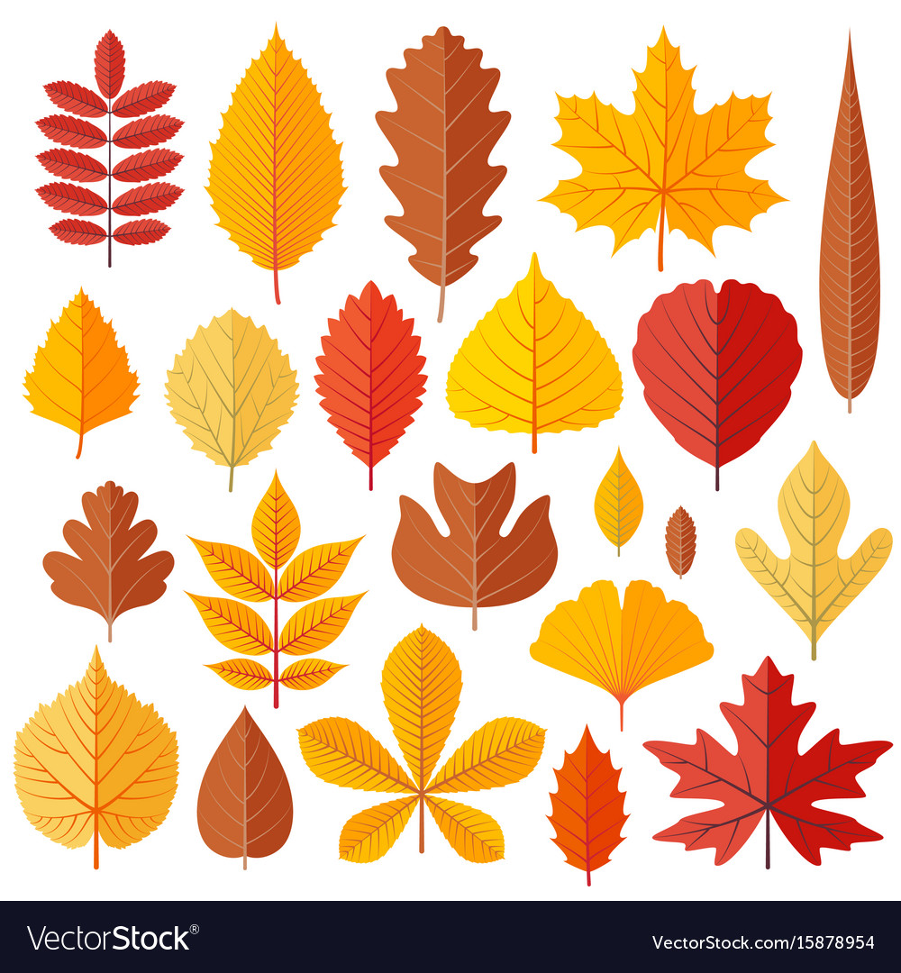 Set of tree autumn leaves isolated on the white Vector Image