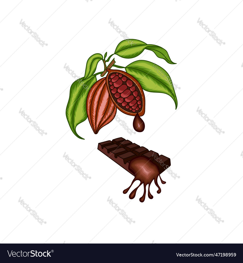 Cocoa Tree Leaves Fruit Chocolate Royalty Free Vector Image Cocoa Tree Leaves Fruit Chocolate Royalty Free Vector Image