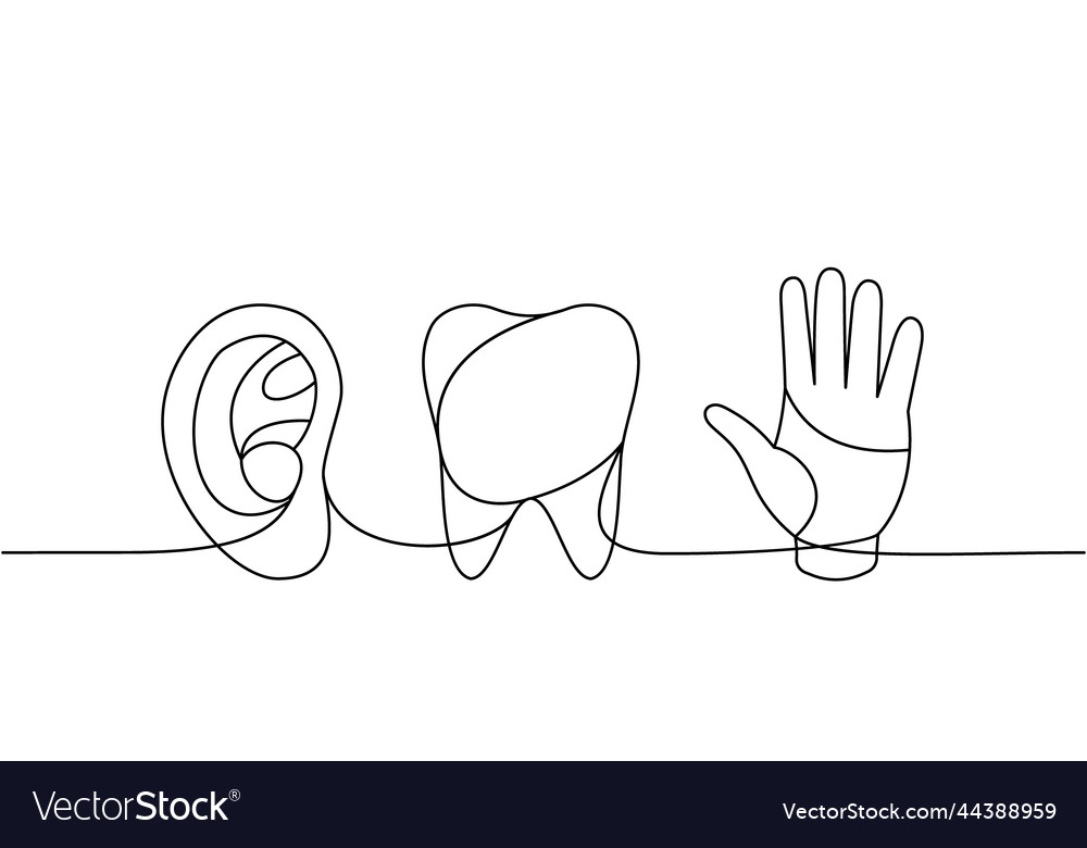Set of human organs one line continuous drawing
