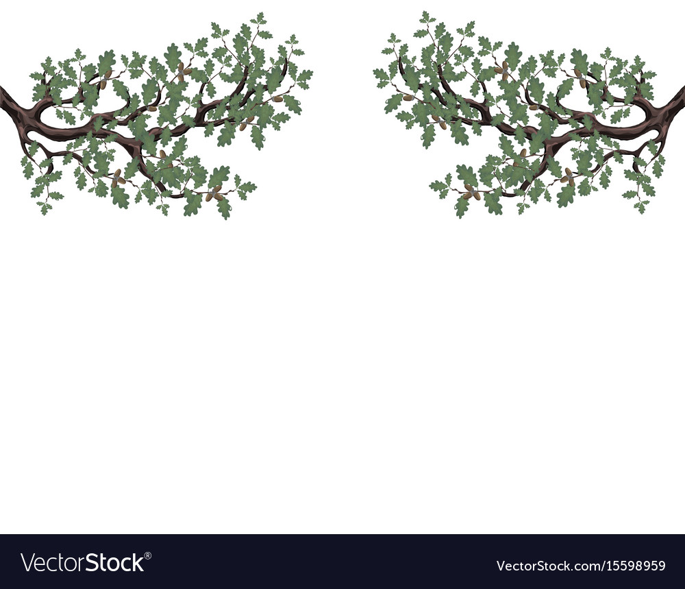 Two green branches of oak with acorns on both