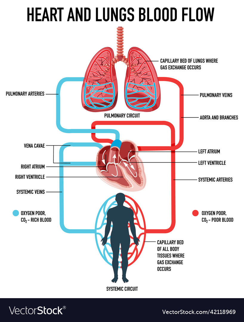 Diagram Showing Heart And Lungs Blood Flow Vector Image