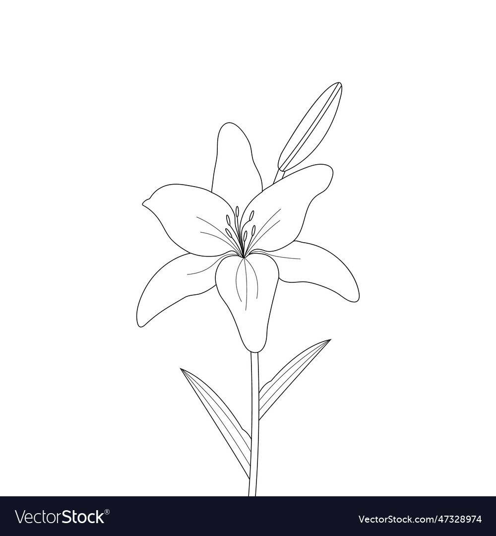 Lily flower on a white background isolated