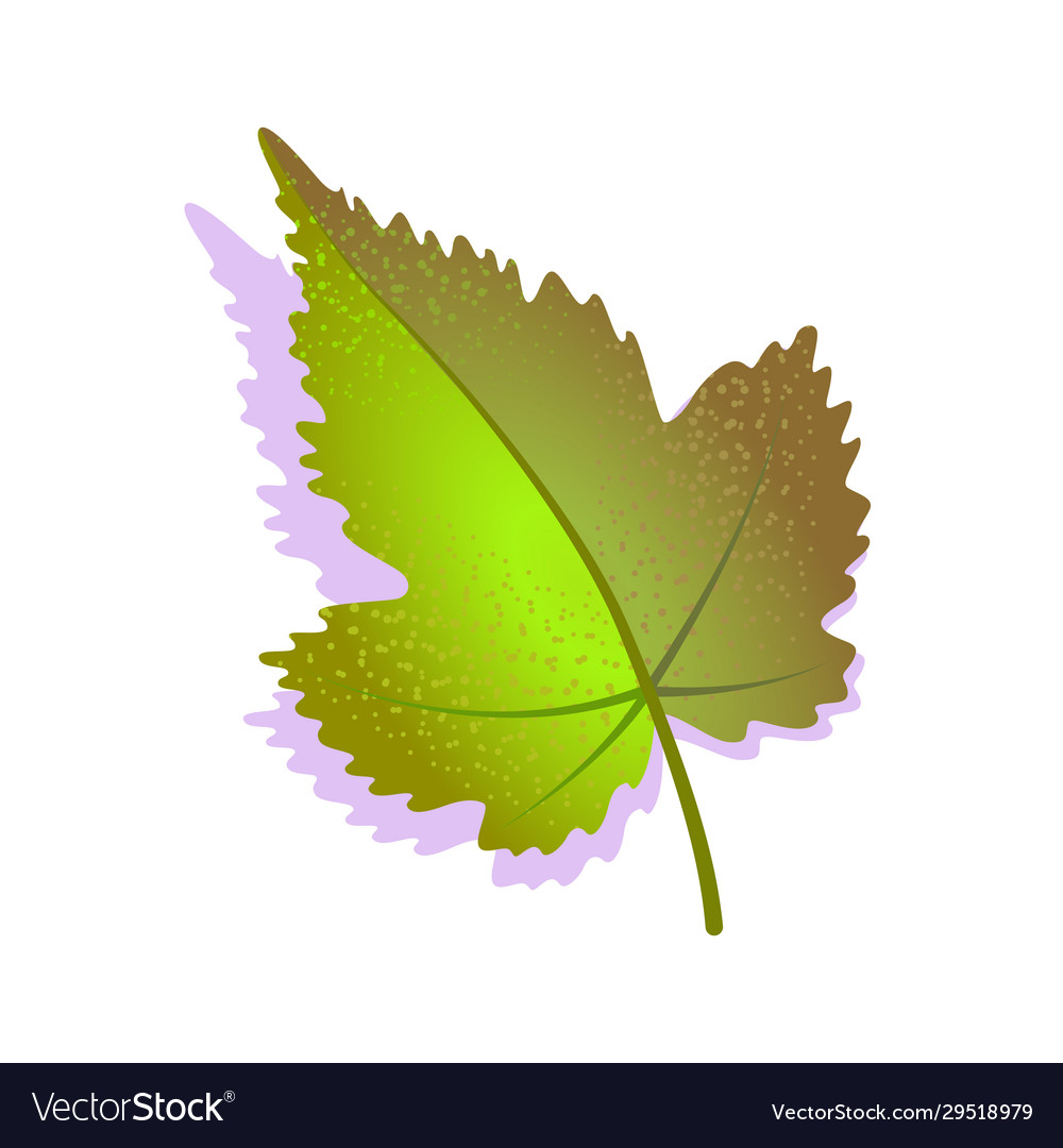 Green grape leaf textured with shadow isolated
