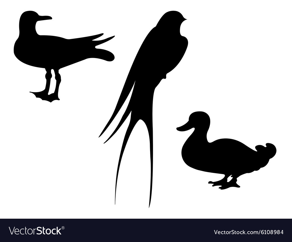 Birds silhouettes