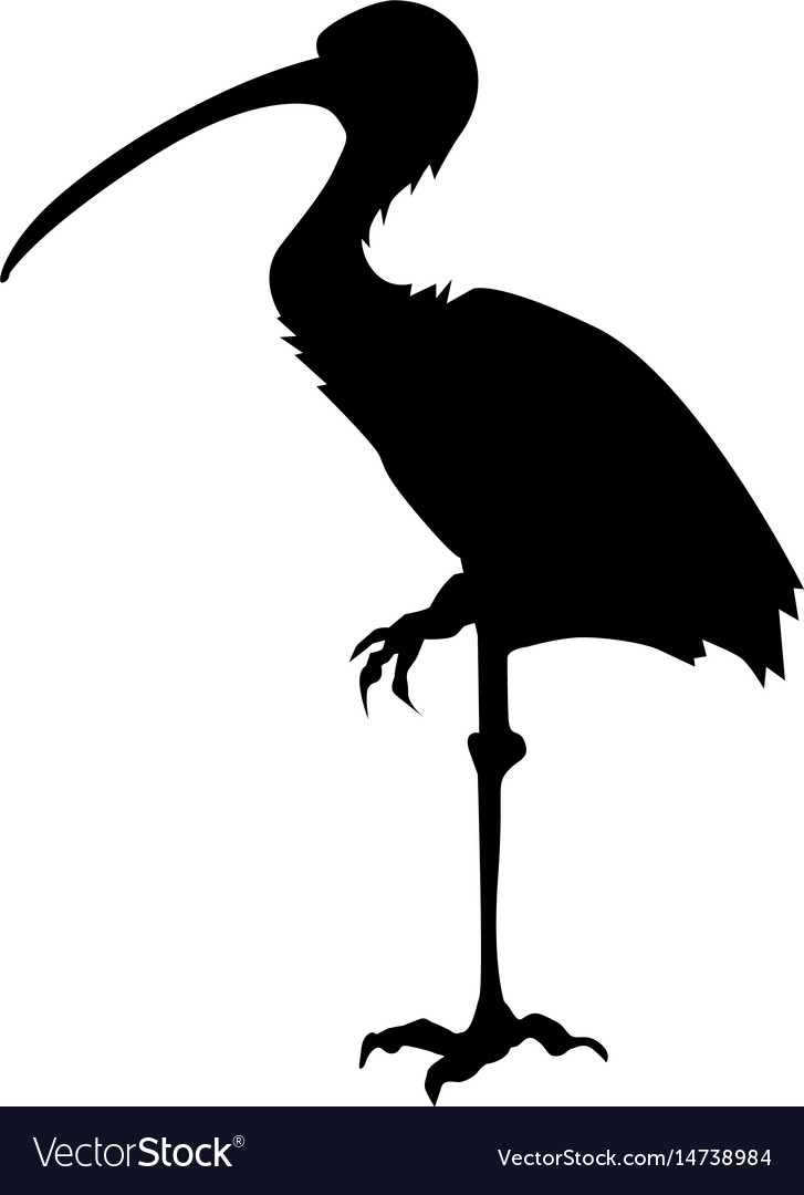 Ibis Silhouette