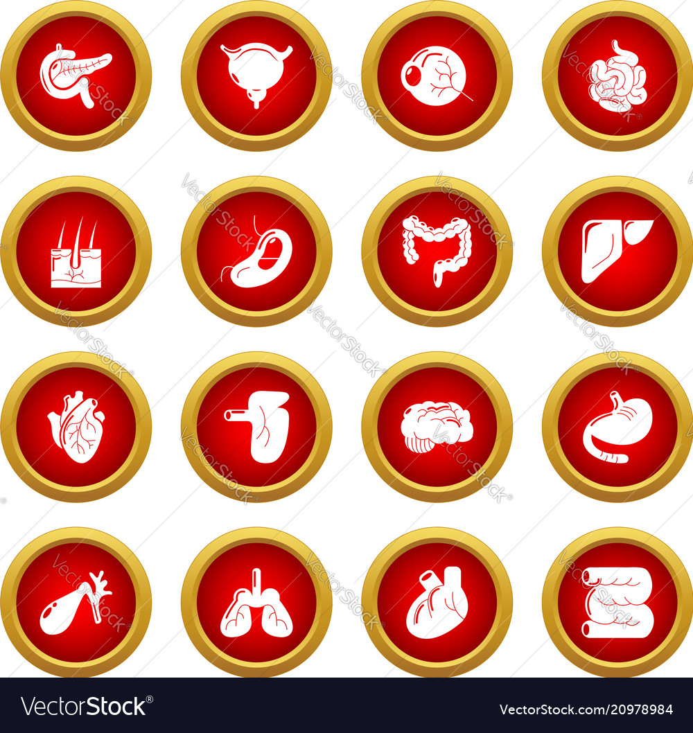 Internal human organs icons set simple style