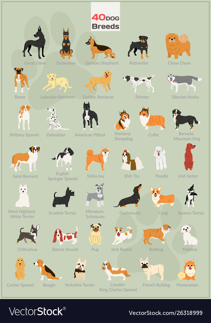 40 dogs in action set vector image 40 dogs in action set