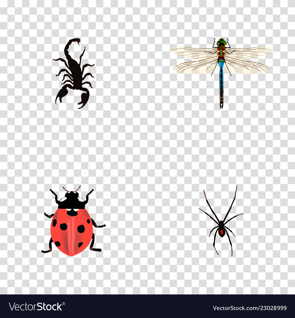 Set of insect realistic symbols with ladybug vector image Set of insect realistic symbols with ladybug