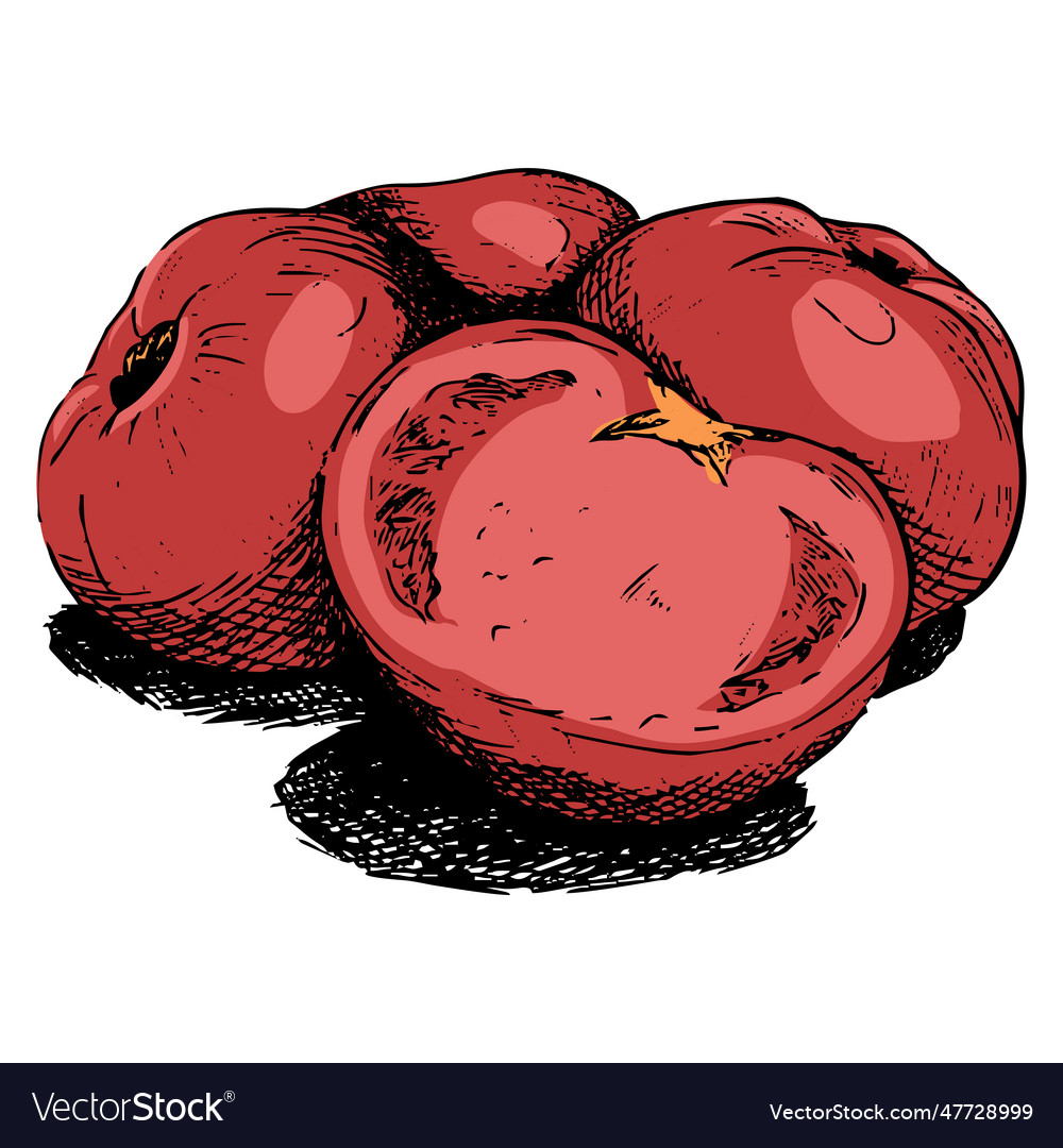 Sketch of several tomatoes in color Vector Image Sketch of several tomatoes in color