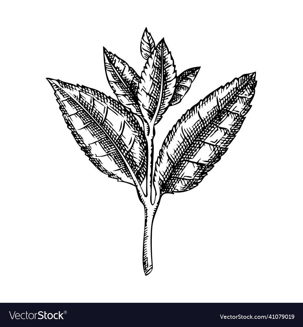 Handsketched tea leaves sketch of tea pla Vector Image