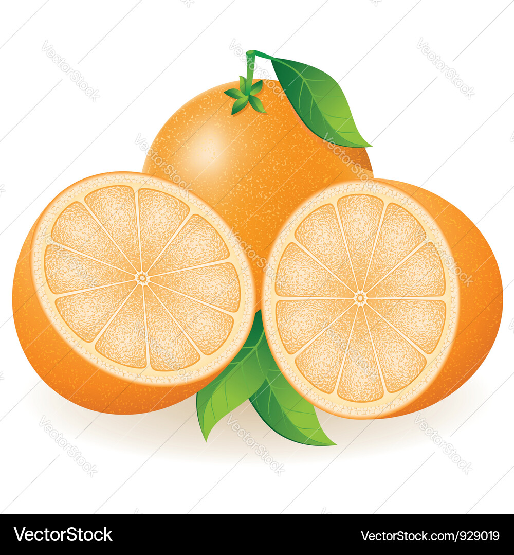 Orange Fruit Slice Close-Up Royalty Free Vector Image