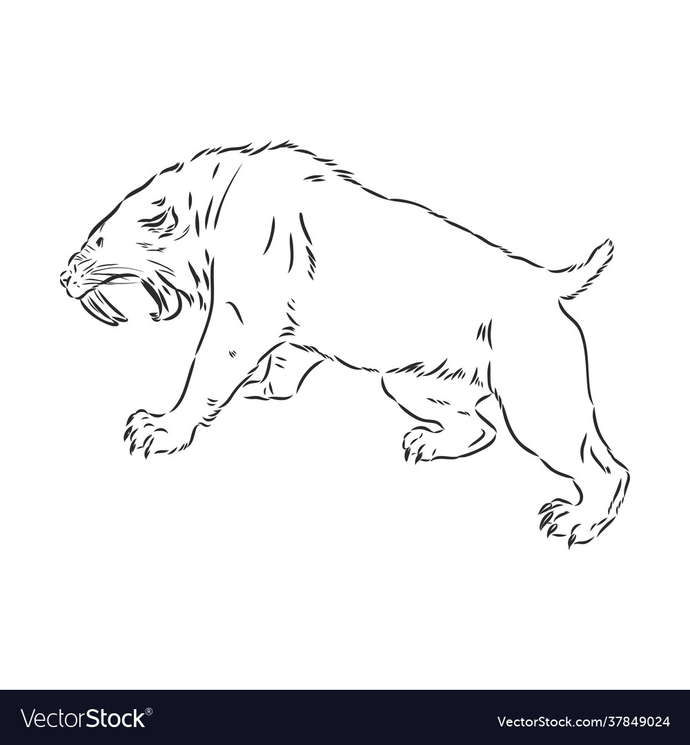 BEST way How to Draw Sabretooth Tiger  Smilodon  YouTube