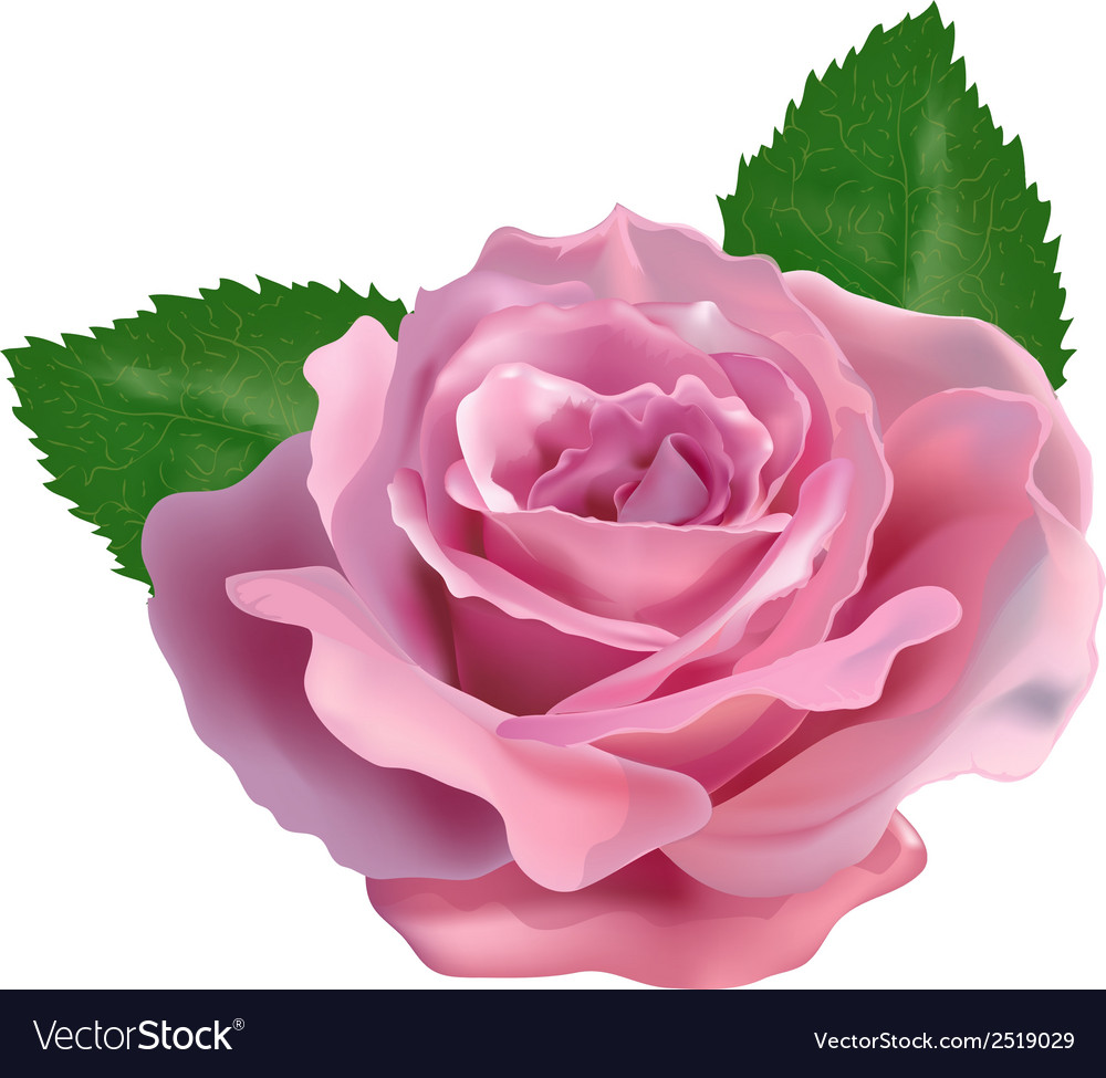 Realistic rose on a white background