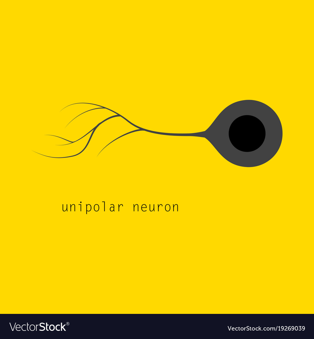 Basic neuron types