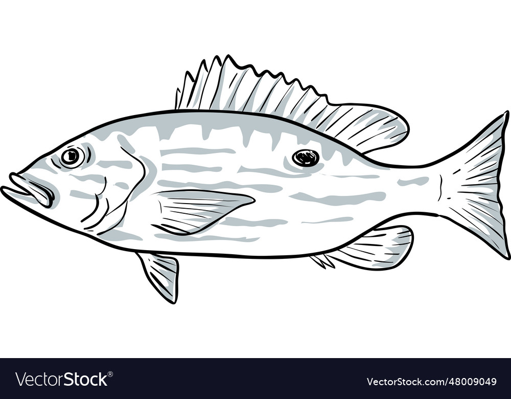 Lane snapper fish gulf of mexico cartoon drawing Vector Image