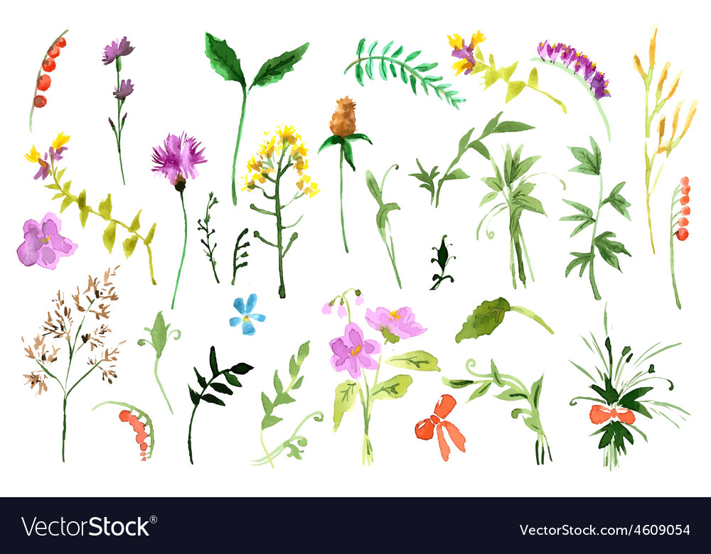 Wild flowers collection Royalty Free Vector Image