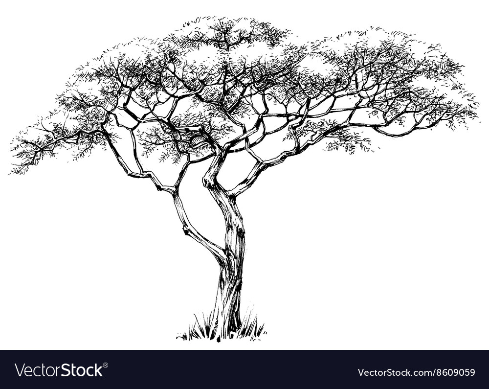 African Tree Png Clip Art Library, 56% OFF