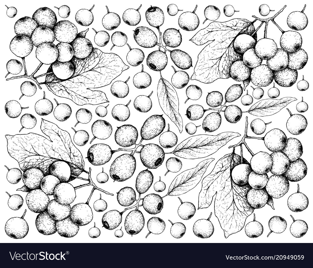 Cleistocalyx operculatus and arrowwood berries Vector Image