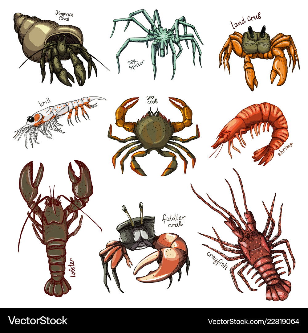 Crustacean crab prawns ocean lobster and Vector Image