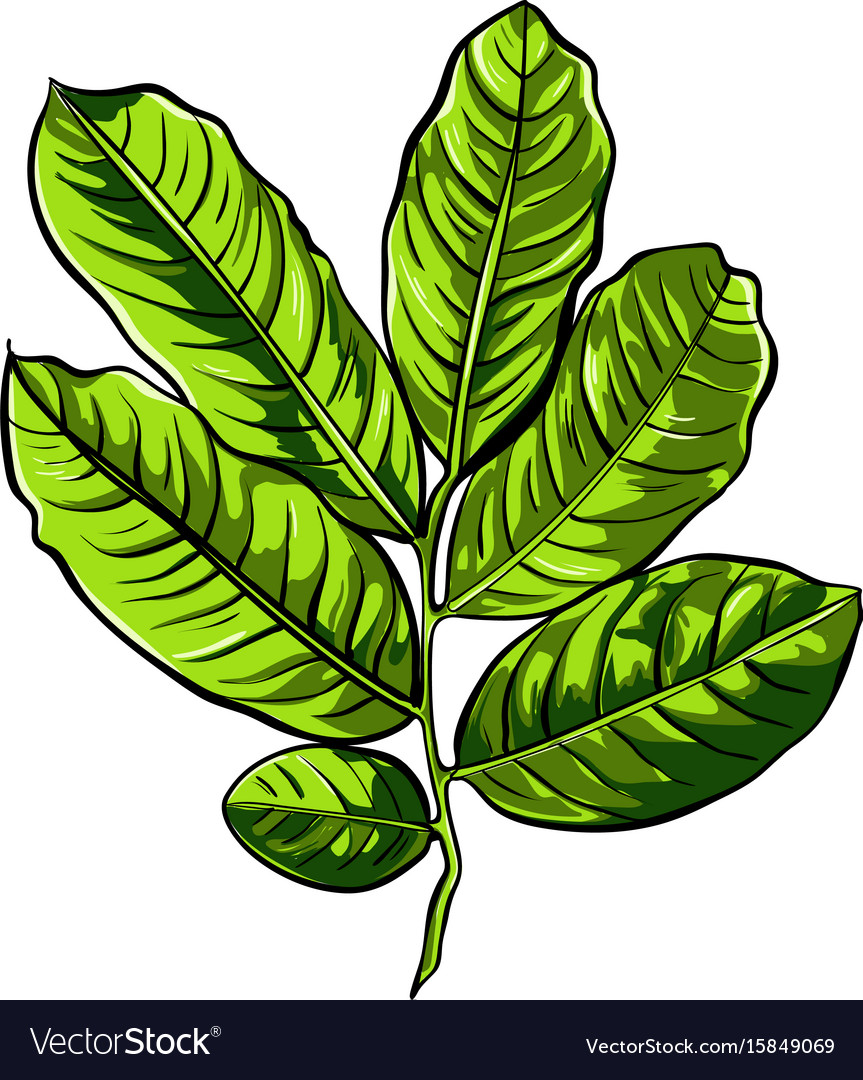 Simple branch tree with leaves