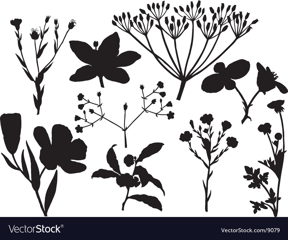 Floral silhouettes Royalty Free Vector Image - VectorStock