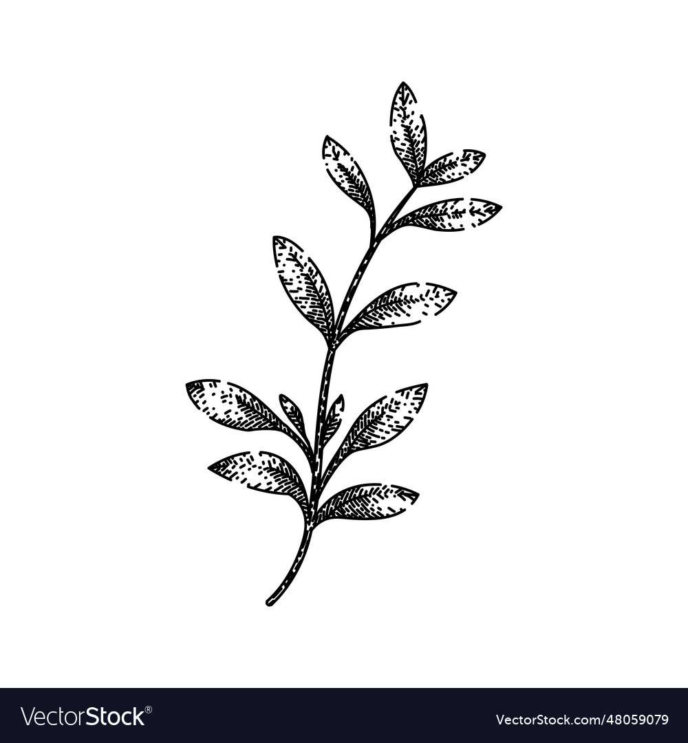 Fresh thyme leaf sketch hand drawn Royalty Free Vector Image